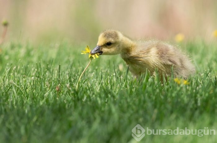 Vahşi doğadan ödüllü fotoğraflar
