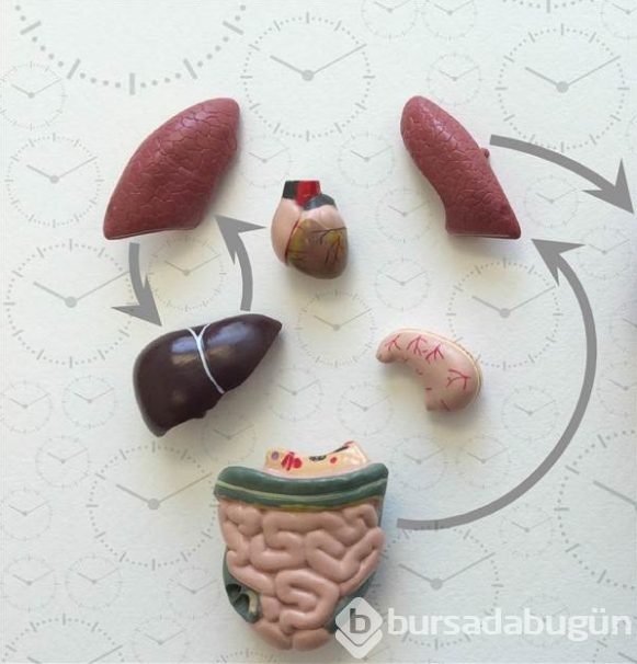 Kanser tedavisinde yeni umut: Biyolojik saat