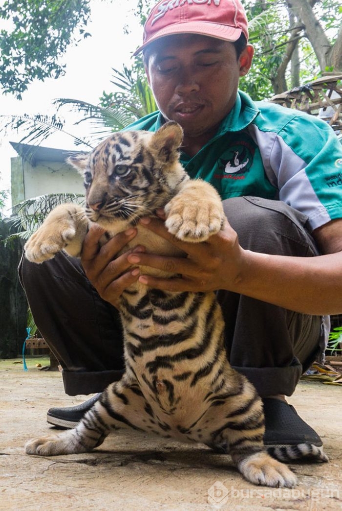 İki Bengal Kaplanı dünyaya geldi