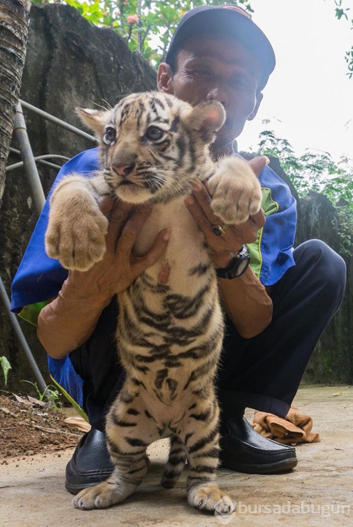 İki Bengal Kaplanı dünyaya geldi