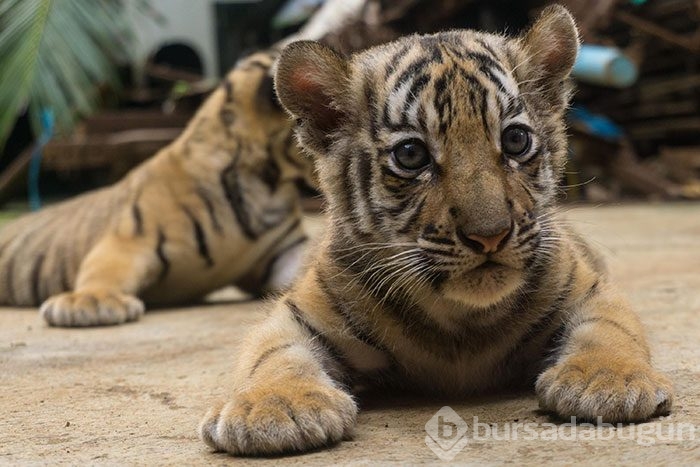İki Bengal Kaplanı dünyaya geldi