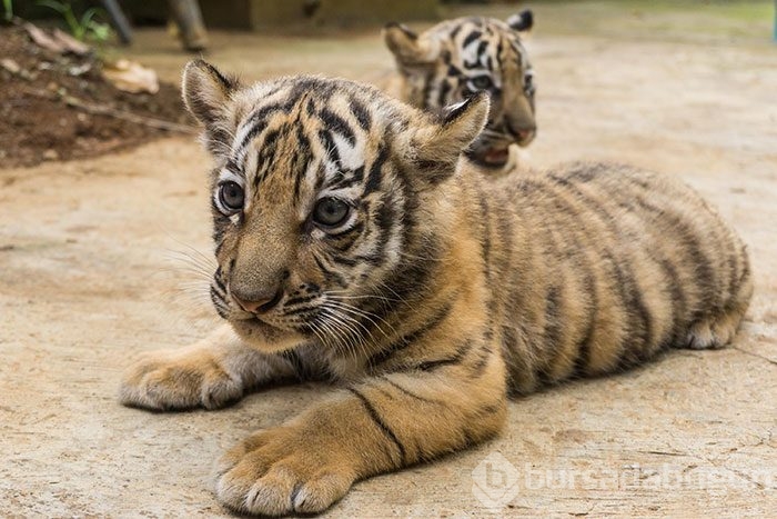 İki Bengal Kaplanı dünyaya geldi