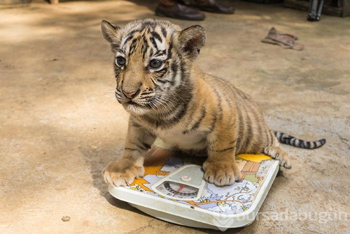 İki Bengal Kaplanı dünyaya geldi