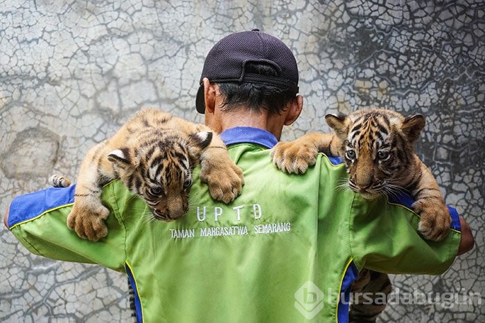 İki Bengal Kaplanı dünyaya geldi