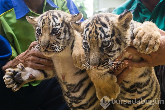 İki Bengal Kaplanı dünyaya geldi