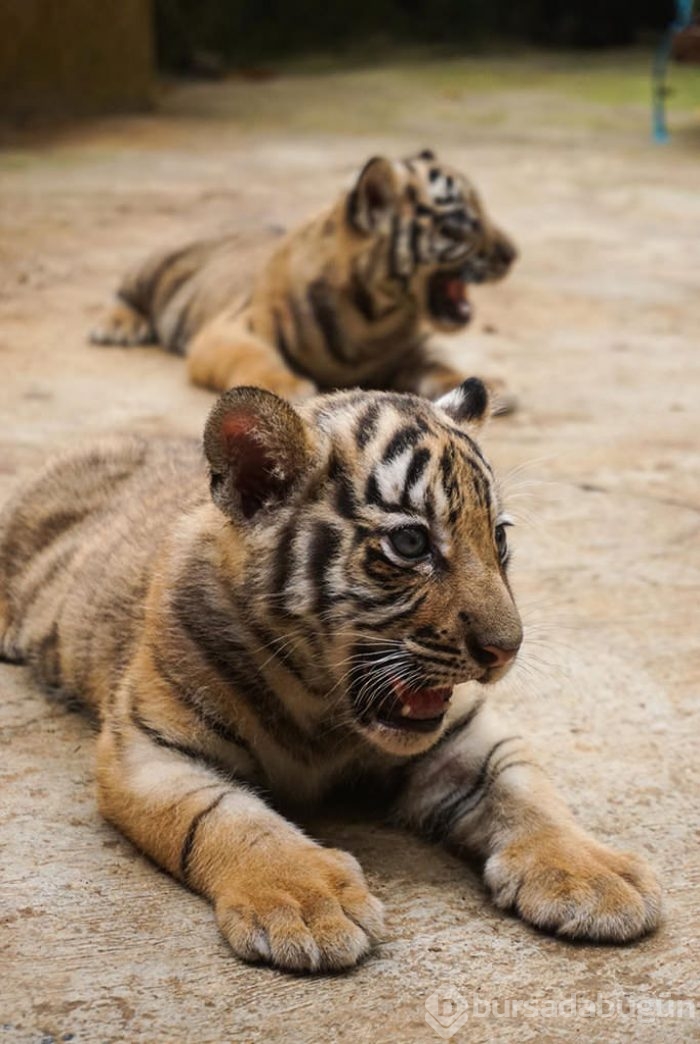 İki Bengal Kaplanı dünyaya geldi