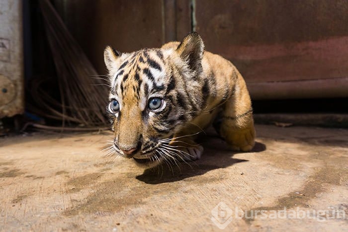 İki Bengal Kaplanı dünyaya geldi