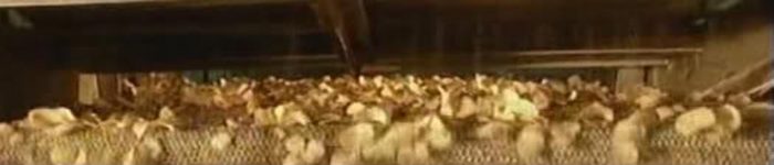 Cips nasıl yapılır?
