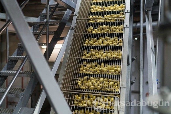 Cips nasıl yapılır?
