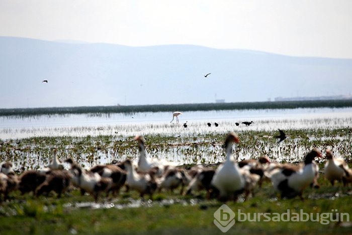 Pelikan ve flamingolar ziyaretçilerini bekliyor