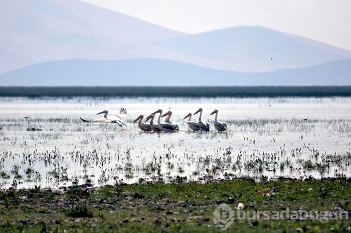 Pelikan ve flamingolar ziyaretçilerini bekliyor