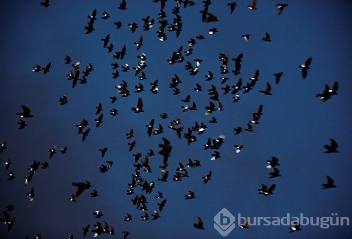 Güvercinlere ışık takıp uçurdu!