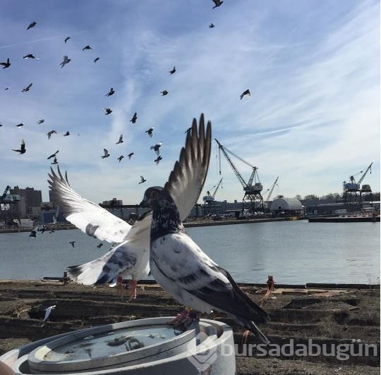 Güvercinlere ışık takıp uçurdu!