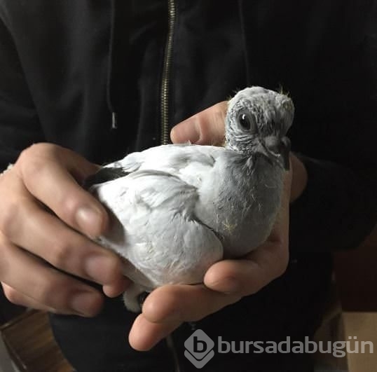 Güvercinlere ışık takıp uçurdu!