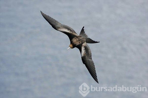 Dünyanın en seyrek görülen kuşları