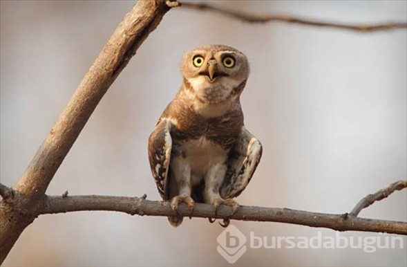 Dünyanın en seyrek görülen kuşları