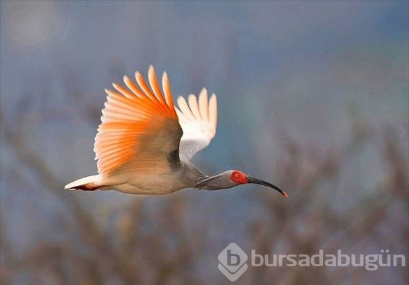 Dünyanın en seyrek görülen kuşları