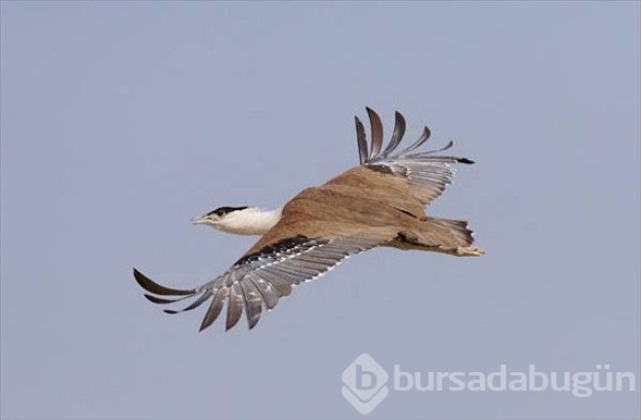 Dünyanın en seyrek görülen kuşları