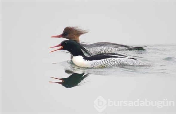 Dünyanın en seyrek görülen kuşları