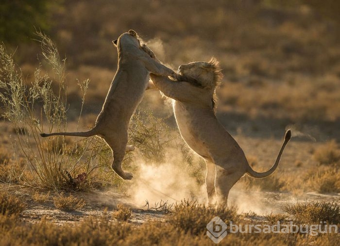 2016 National Geographic Traveler Fotoğraf Yarışması en iyi girişleri	