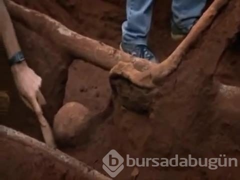 Karınca yuvasını kazdılar ve...
