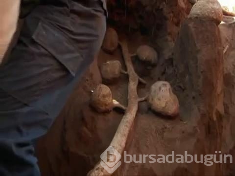 Karınca yuvasını kazdılar ve...
