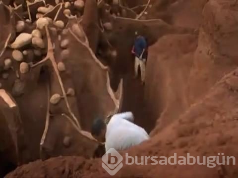 Karınca yuvasını kazdılar ve...
