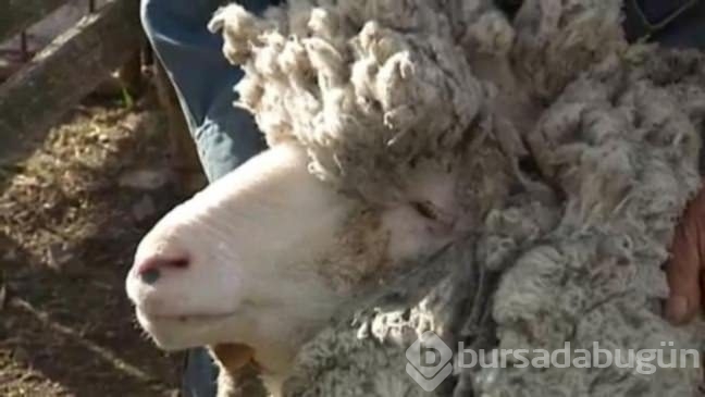 Böylesini görmüş müydünüz?