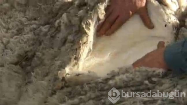 Böylesini görmüş müydünüz?