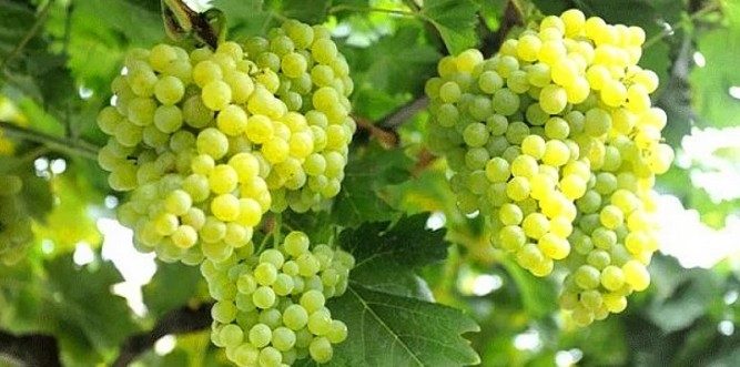 Ege'nin bu güzelim yeri Bozcaada'yı 20 adımda keşfedin