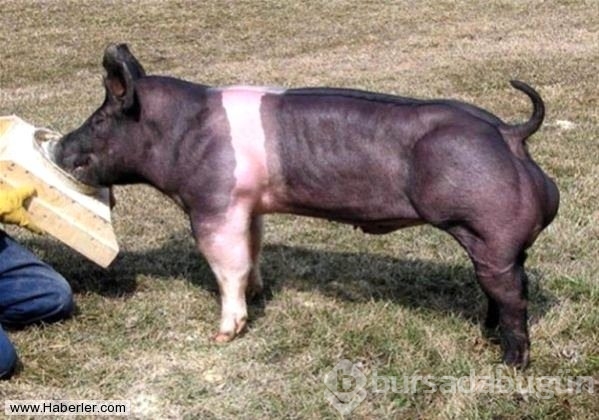 Bu hayvanlar gerçek olabilir mi diyeceğiniz obez hayvanlar