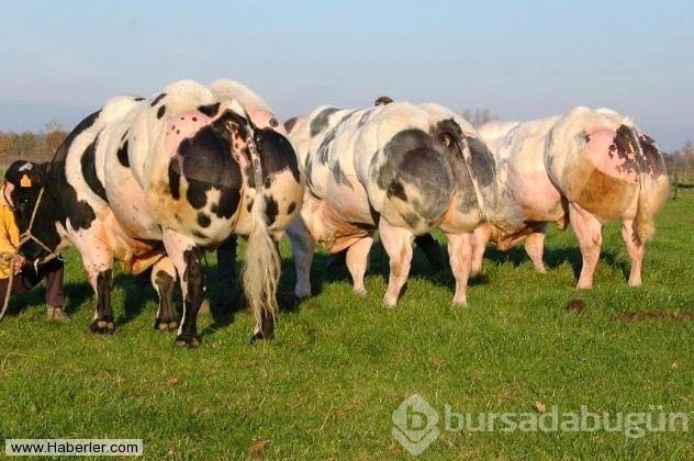Bu hayvanlar gerçek olabilir mi diyeceğiniz obez hayvanlar