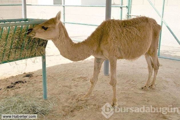 Bu hayvanlar gerçek olabilir mi diyeceğiniz obez hayvanlar