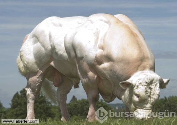Bu hayvanlar gerçek olabilir mi diyeceğiniz obez hayvanlar
