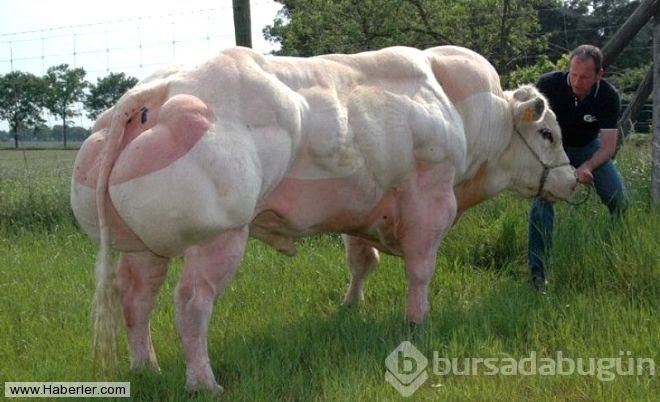 Bu hayvanlar gerçek olabilir mi diyeceğiniz obez hayvanlar