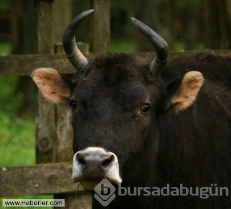 Bu hayvanlar gerçek olabilir mi diyeceğiniz obez hayvanlar
