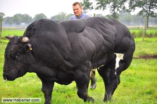 Bu hayvanlar gerçek olabilir mi diyeceğiniz obez hayvanlar