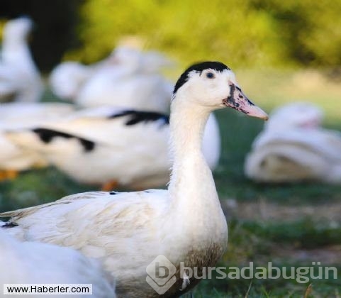 Bu hayvanlar gerçek olabilir mi diyeceğiniz obez hayvanlar