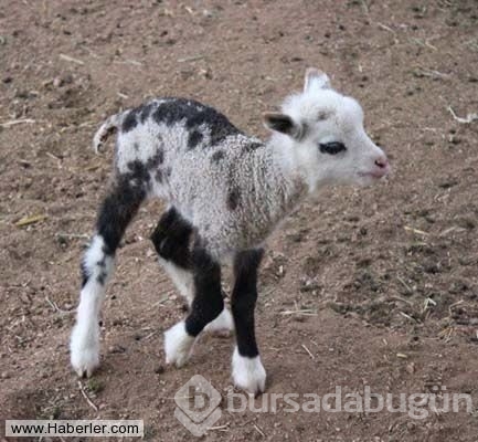 Bu hayvanlar gerçek olabilir mi diyeceğiniz obez hayvanlar