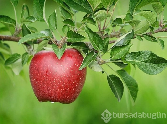 Kansere karşı tüketilmesi gereken besinler