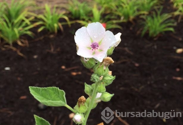 Marshmallow'la ilgili bunları biliyor musunuz?
