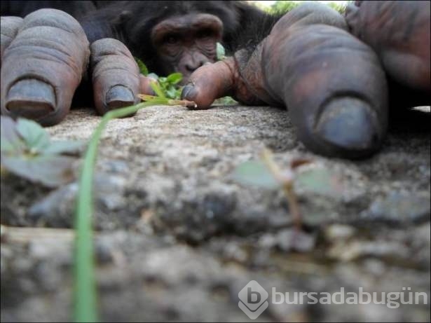 National Geographic'ten harika paylaşımlar