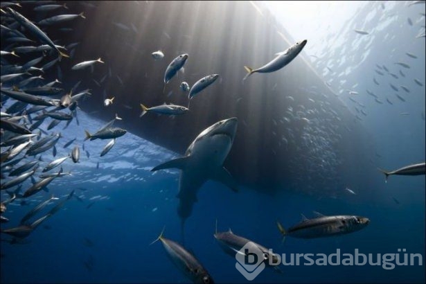 National Geographic'ten harika paylaşımlar