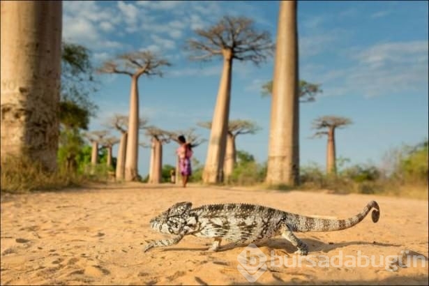 National Geographic'ten harika paylaşımlar
