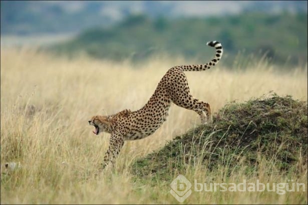 National Geographic'ten harika paylaşımlar
