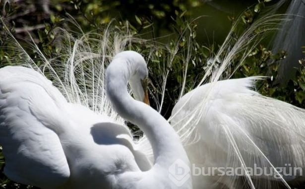 National Geographic'ten harika paylaşımlar