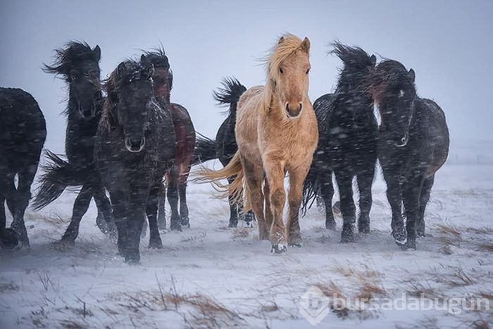 National Geographic'ten harika paylaşımlar
