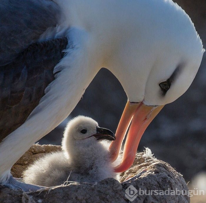 National Geographic'ten harika paylaşımlar