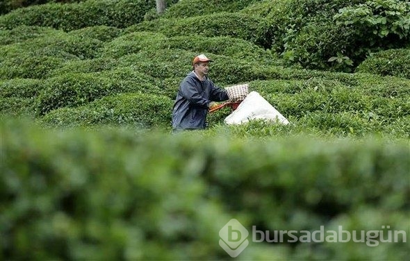Çayın bahçeden demliğe "zorlu" yolculuğu