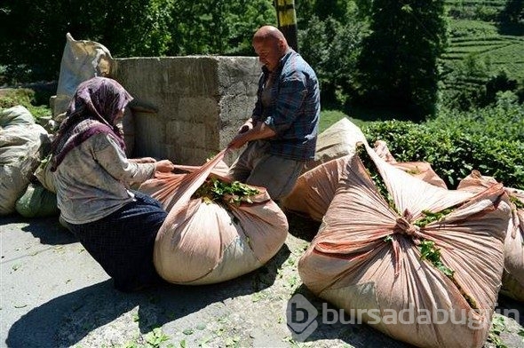 Çayın bahçeden demliğe "zorlu" yolculuğu